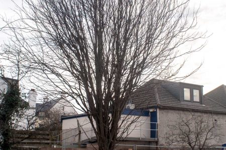 Fife Council, Spare that Tree!