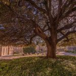 Ancient oak joins Queen’s Platinum Jubilee Green Canopy
